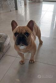 Bulldog Francese Esotico Blue fawn RIPRODUZIONE