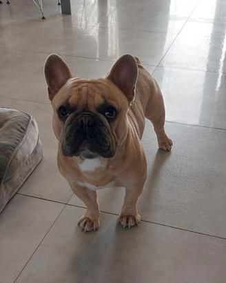 Bulldog Francese Esotico Blue fawn RIPRODUZIONE