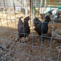 Ayam cemani