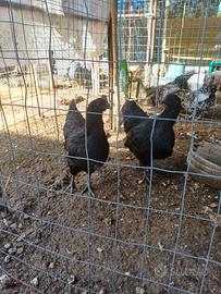 Ayam cemani