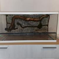 Terrario Creas Giungla 3