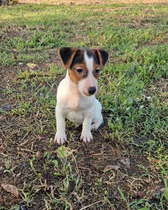 Jack russel terrier