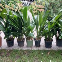Piante sempreverdi in vaso - aspidistra