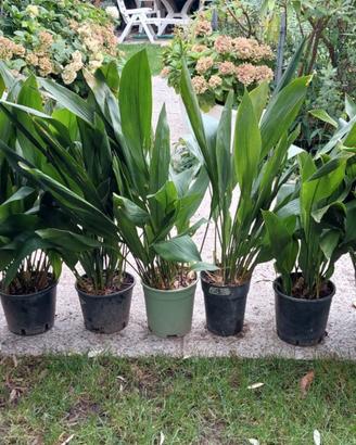 Piante sempreverdi in vaso - aspidistra