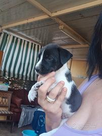 cuccioli di Jack russell 