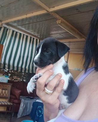 cuccioli di Jack russell 