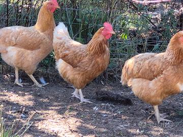 Galline marroni
