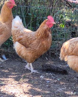 Galline marroni