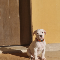 Cuccioli di dogo argentino