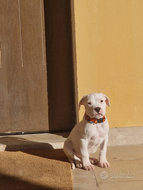 Cuccioli di dogo argentino