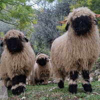 Pecore naso nero del vallese