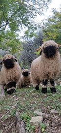Pecore naso nero del vallese