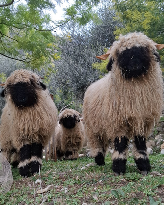 Pecore naso nero del vallese