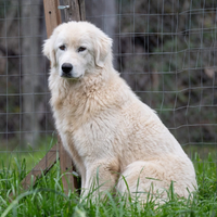 Maremmani in adozione