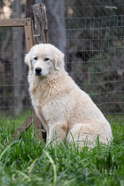 Maremmani in adozione