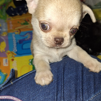 Maschietto PC Pedigree enci chihuahua