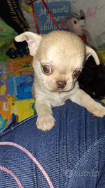 Maschietto PC Pedigree enci chihuahua