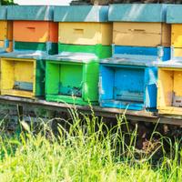 Famiglia api ligustica + arnia + melario