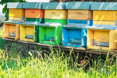 Famiglia api ligustica + arnia + melario