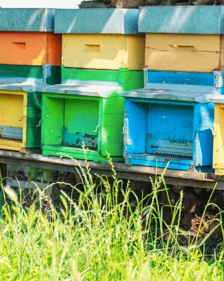 Famiglia api ligustica + arnia + melario