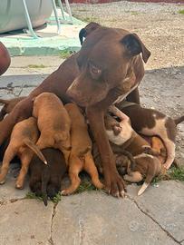 Cuccioli pitbull