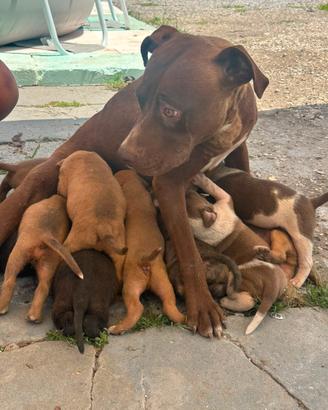 Cuccioli pitbull