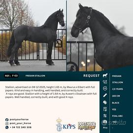Fresian stallion 165cm