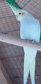 Pappagalli Calopsiti