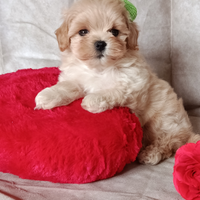 Maltipoo maschietti