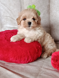 Maltipoo maschietti