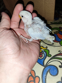 Pulli da imbecco di inseparabili