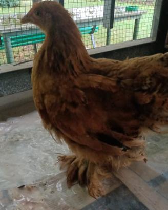 Cocincina nana femmina 