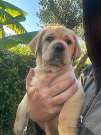 Cuccioli Labrador