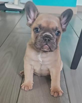 Cuccioli di bulldog francese