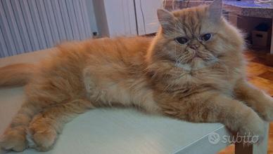 accopiamento gatto persiano