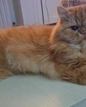 accopiamento gatto persiano