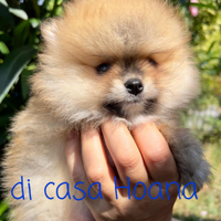 Pomerania toy ( spitz tedesco nano Pomerania)