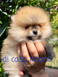 Pomerania toy ( spitz tedesco nano Pomerania)