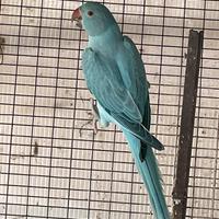 Parrocchetto dal collare