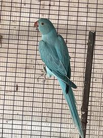 Parrocchetto dal collare