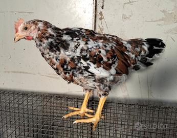 Gallo Millefiori di Lonigo/Amrock