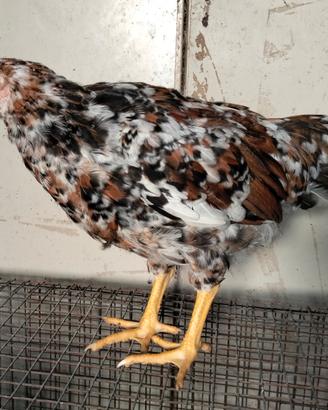 Gallo Millefiori di Lonigo/Amrock
