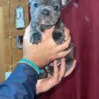 Cuccioli bulldog francese blu