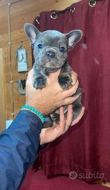 Cuccioli bulldog francese blu