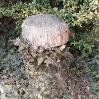 Decorazione giardino fungo di legno