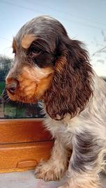Cocker Spaniel Inglese femmina