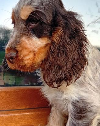 Cocker Spaniel Inglese femmina