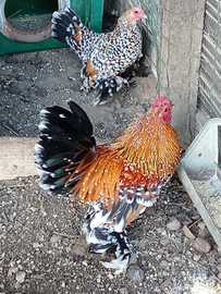 Galline ornamentali polli