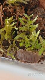 Armadillo officinalis red