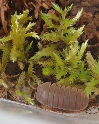 Armadillo officinalis red